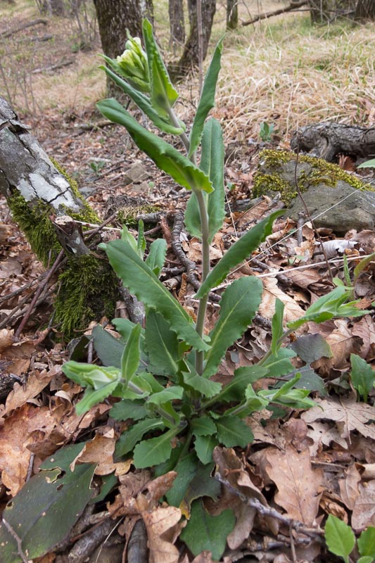 Pseudoturritis turrita (= Arabis turrita) / Arabetta maggiore